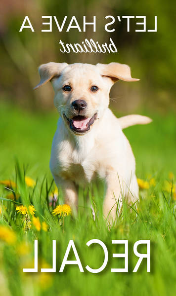 dressage de chien a besancon
