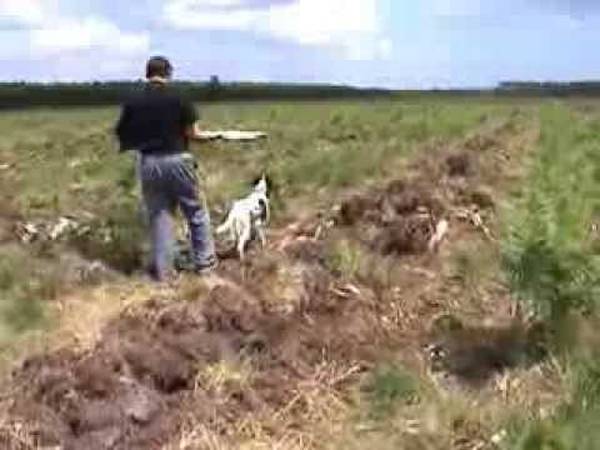 dressage chien vienne