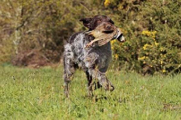 dressage chien staffie