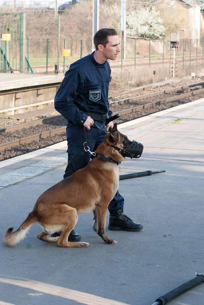 dressage chien bouskoura