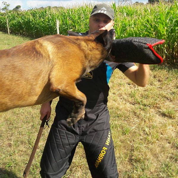 prix dressage chien de garde