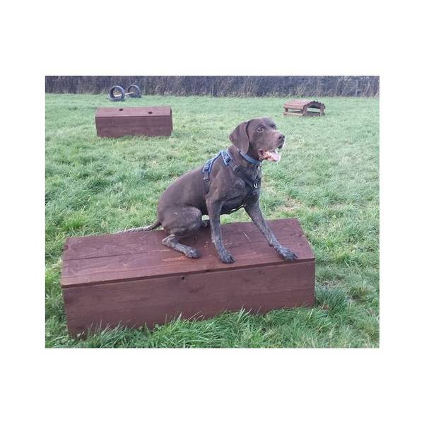 dressage de chien a brest