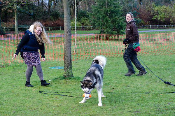 video dressage chien darret epagneul breton