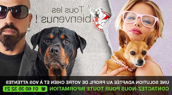 collier dressage chien utilisation