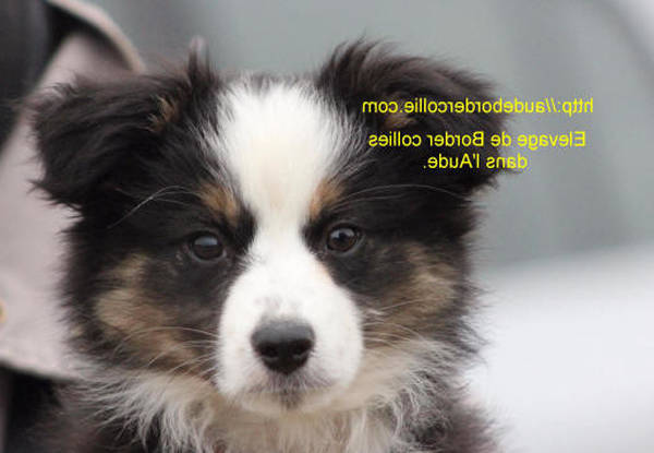 dressage chien nostang