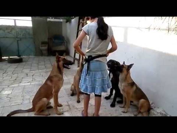 dressage de chien québec dressage de chien québec