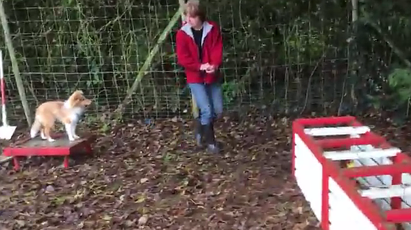 youtube dressage chien de chasse