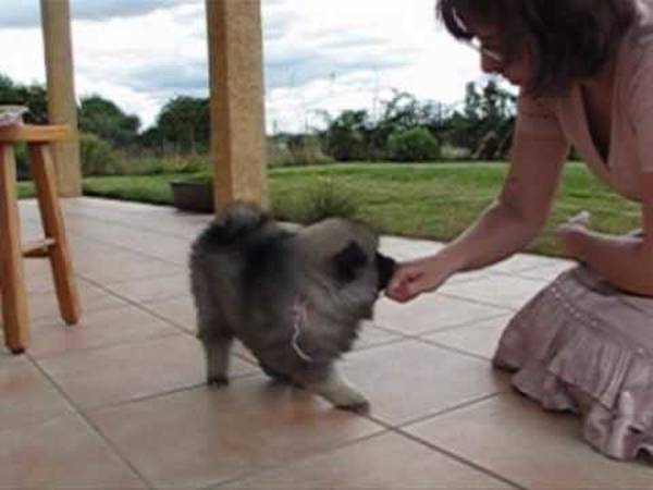 centre de dressage chien tunisie