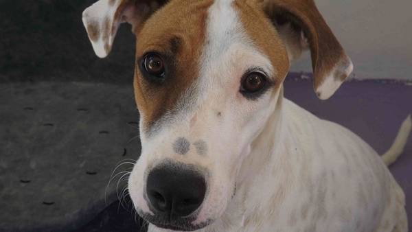 dressage chien wallonie dressage chien wallonie