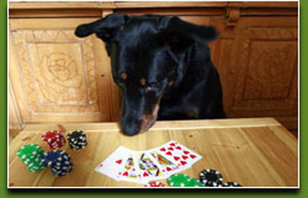 cours dressage chien liege