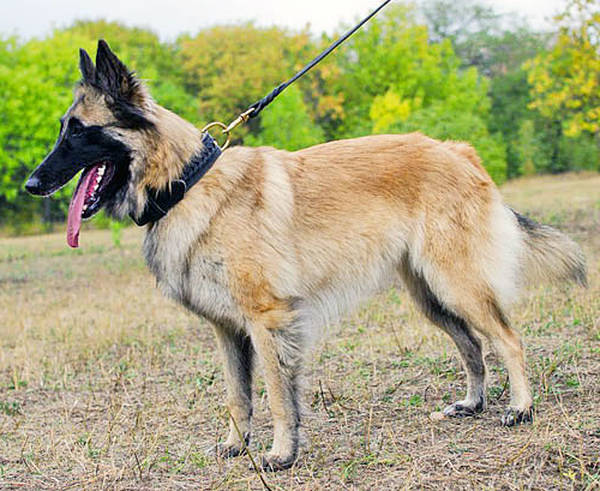 dressage chien epone 78