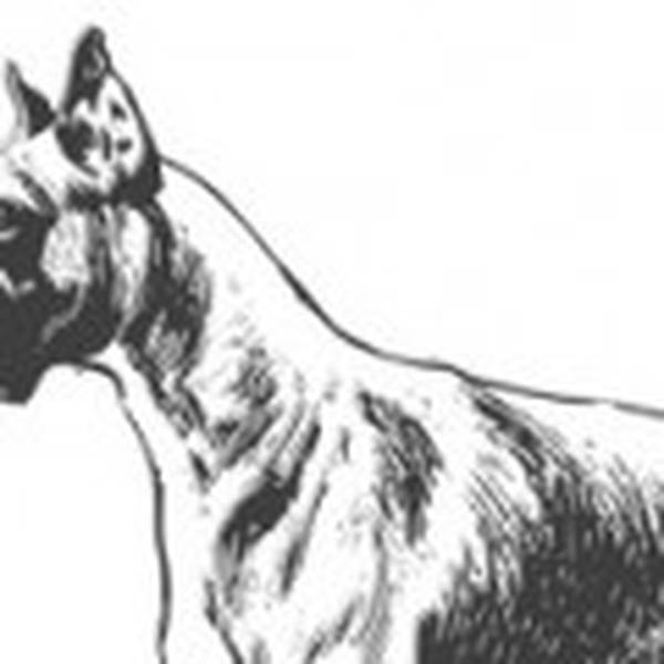 youtube dressage des chien berger