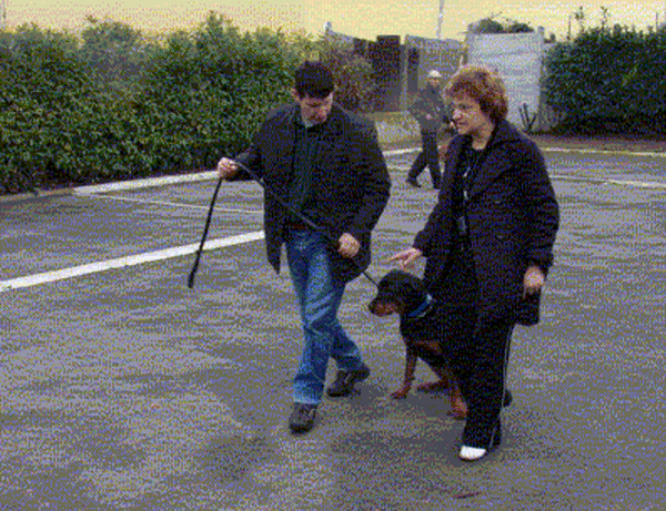 dressage chien de chasse haut de france dressage chien de chasse haut de france