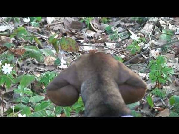 dressage chien montauban dressage chien montauban