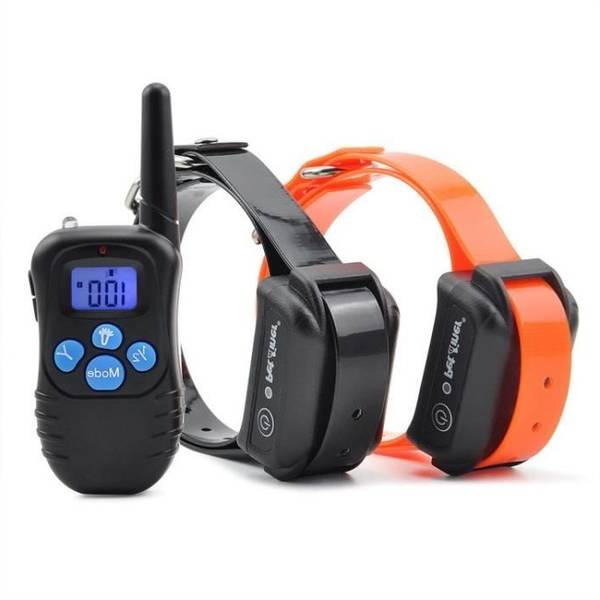 école de dressage chien de garde