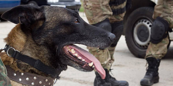 dressage chien lille tarif