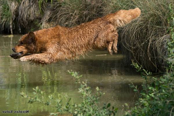 centre de dressage chien 78