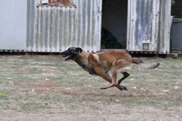 dressage chien en laisse
