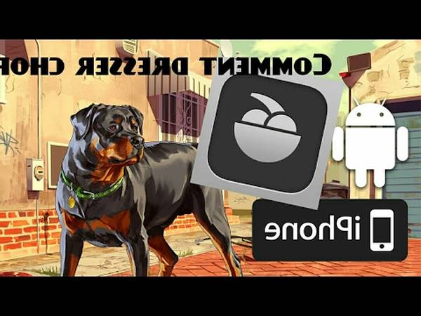 dressage de chien berger allemand