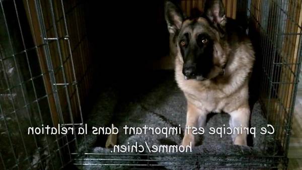 dressage chien gaurain-ramecroix