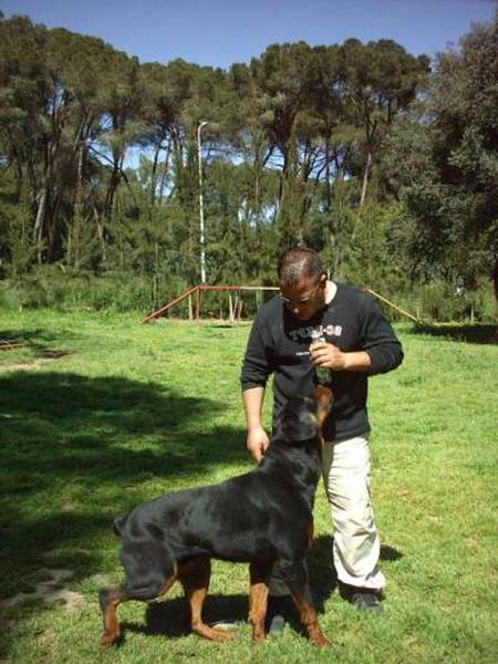 dressage de chien a la garde