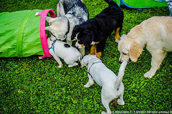 dressage chien balzac besancon
