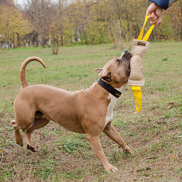 dressage chien urine maison
