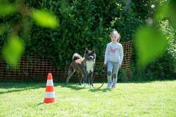 dressage chien chasse bretagne dressage chien chasse bretagne