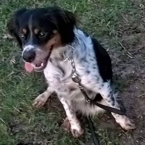 meilleur livre dressage chien darret