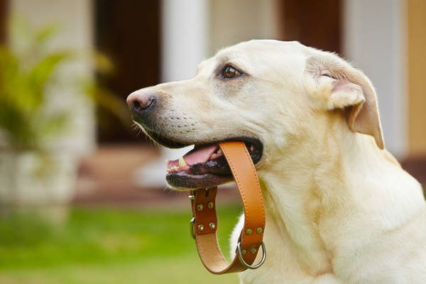 dressage chien gard tarif dressage chien gard tarif