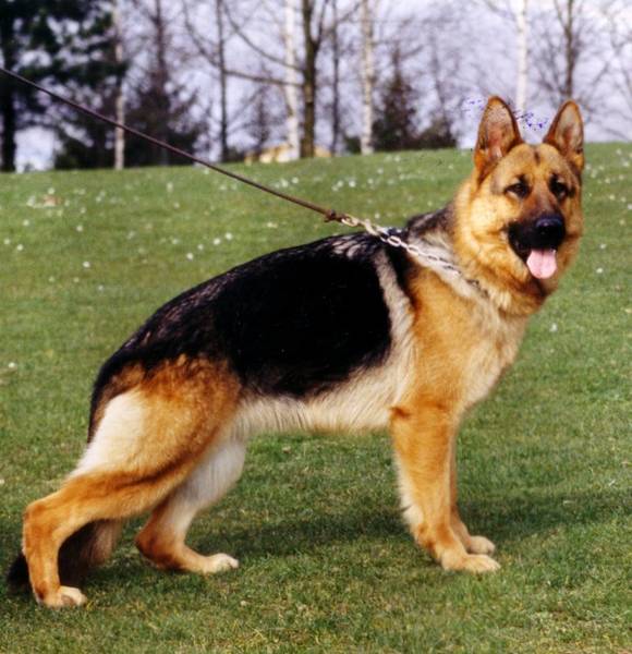 prix dressage chien dijon