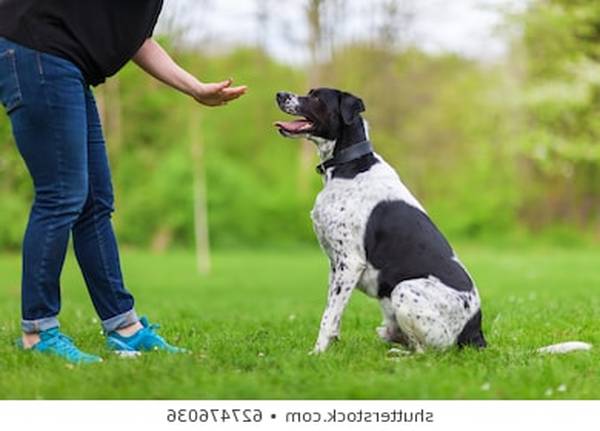 dressage pour chien charleroi