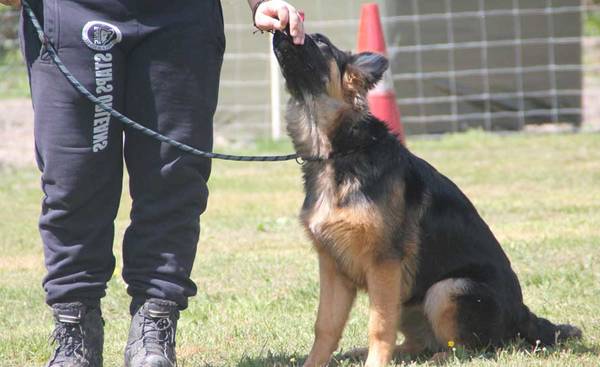 dressage chien de chasse avec caille