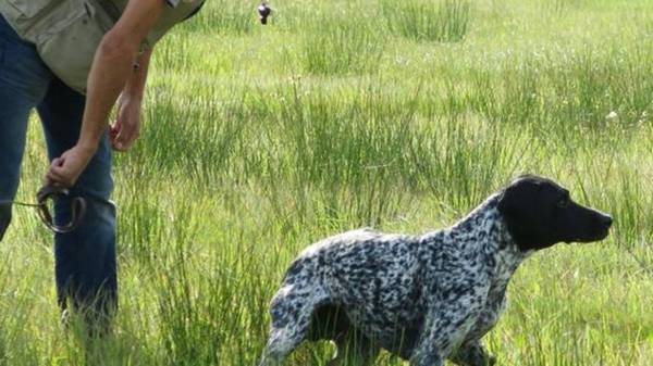 dressage chien freneuse