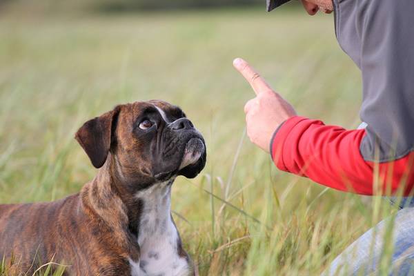 dressage chien paris