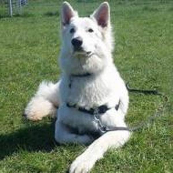 dressage chien rappel