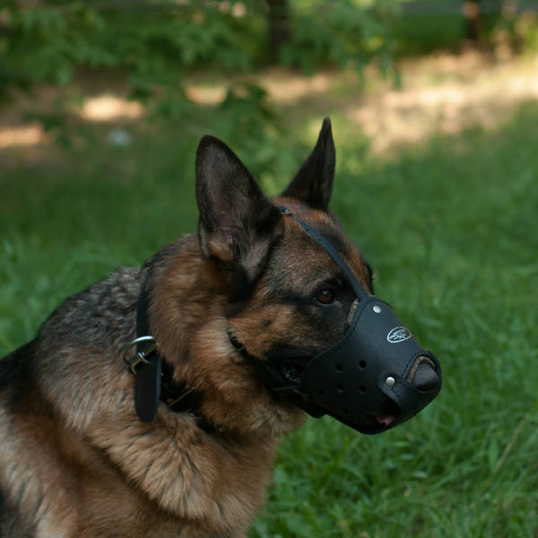dressage dun chien d'arrêt