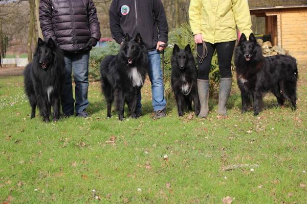 tarif dressage chien nimes