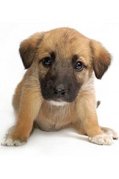 prix dressage chien limoges