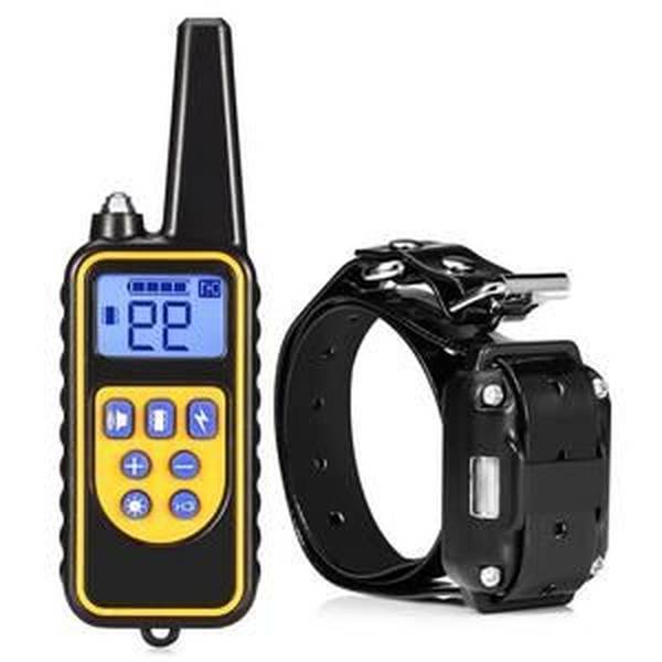 dressage chien chasse quebec