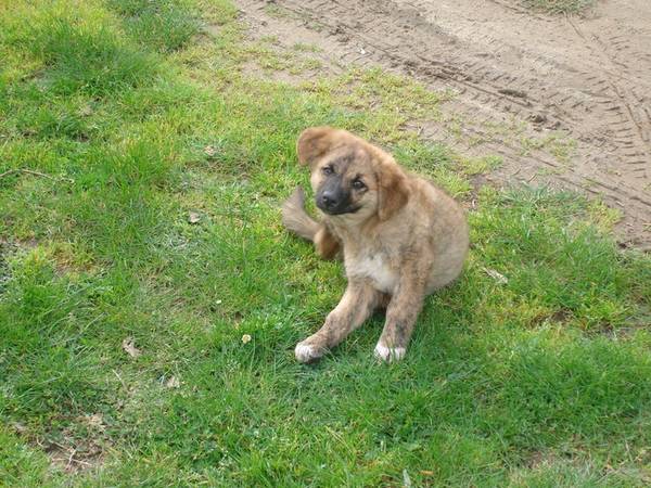 dresseur chien darret landes