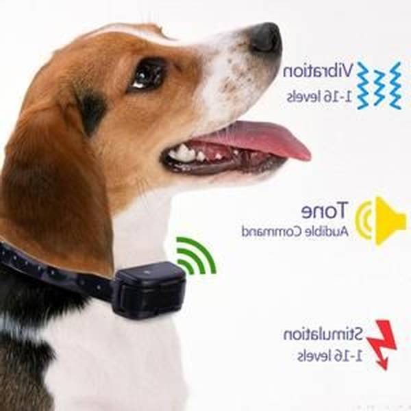 dressage chien lons le saunier