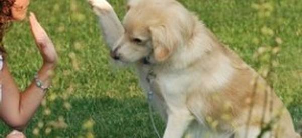 dressage chien tarbes