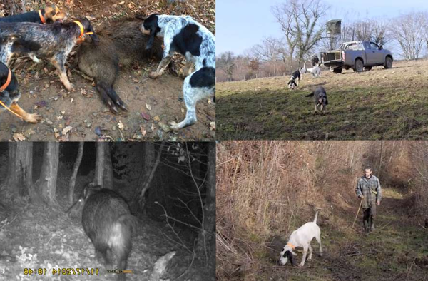 age dressage chien berger allemand