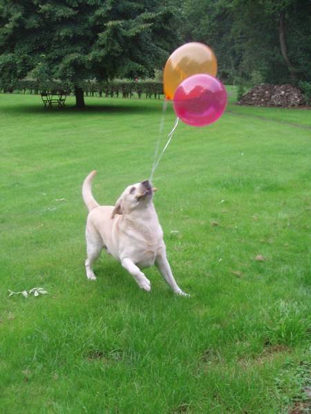 dressage chien de chasse franche comte