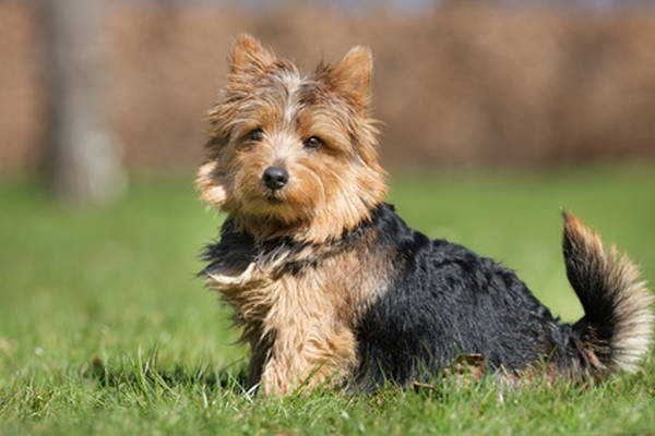 dressage chien chasse rapport gibier