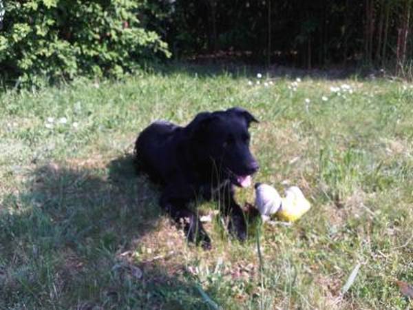 collier de dressage pour chien berger allemand