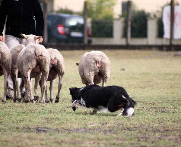 ecole de dressage chien de chasse