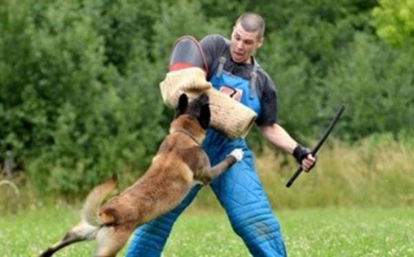 cours dressage chien 78