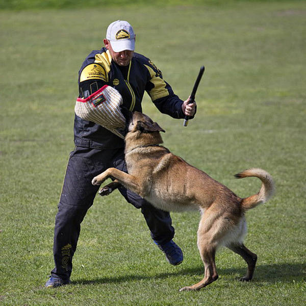 dressage chien villeneuve dascq